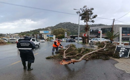 Bodrum'da fırtına; ağaçlar devrildi, tekneler su aldı