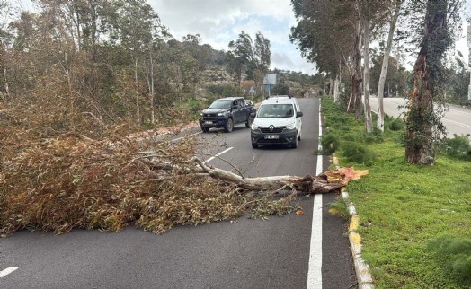 Bodrum'da fırtına kabusu; ağaçlar devrildi, motoryat karaya oturdu, feribot seferleri iptal edildi