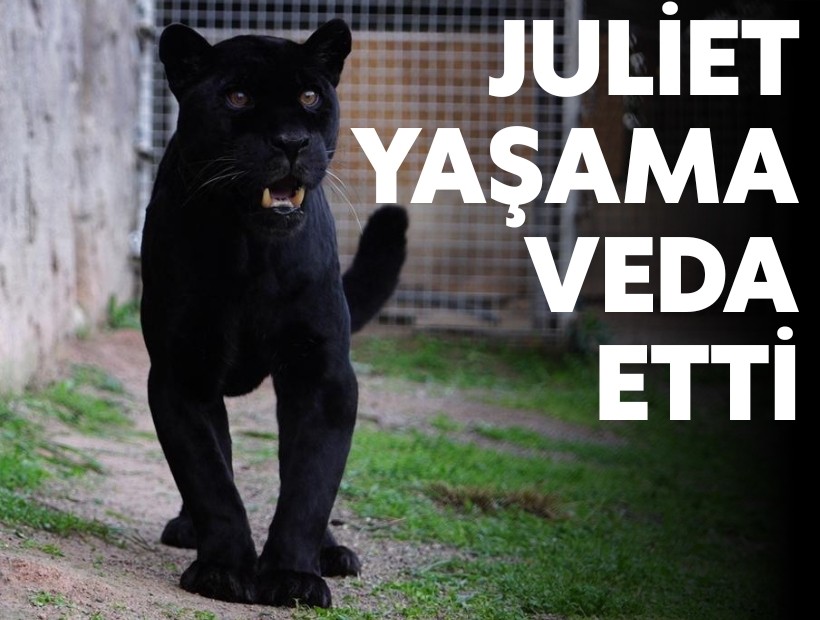Doğal Yaşam Parkı’nın jaguarı Juliet yaşama veda etti