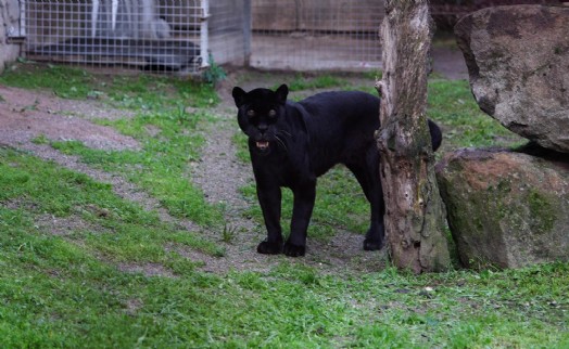 Doğal Yaşam Parkı'nın jaguarı Juliet yaşama veda etti
