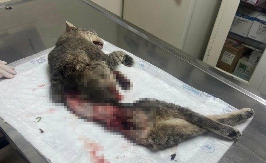 Kan donduran olay: Kampüste beslenen kedi derisi yüzülmüş şekilde ölü bulundu!