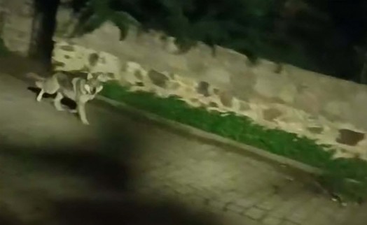 Kurtlar yaban domuzlarını takip ederek şehre iniyor!