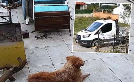 Seferihisar'da vahşet: Kamyon sürücüsü durmadı, köpek ‘Meks' ezilerek öldü!