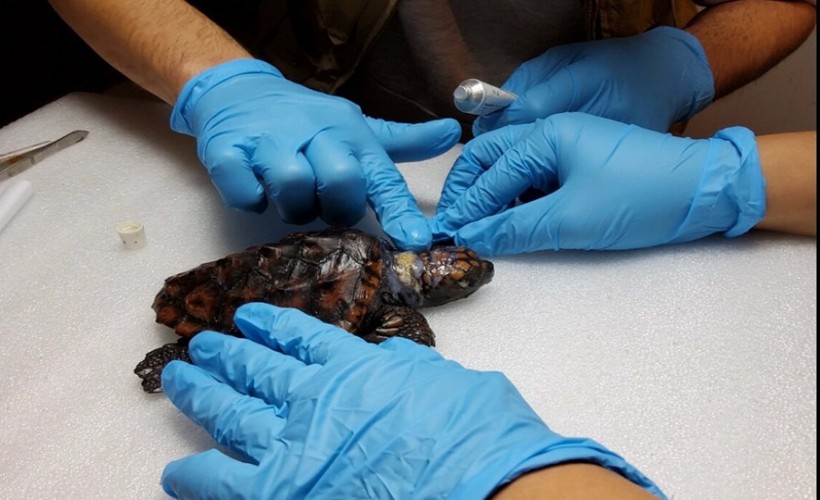 Yaralı yavru caretta carettanın tedavisi sürüyor