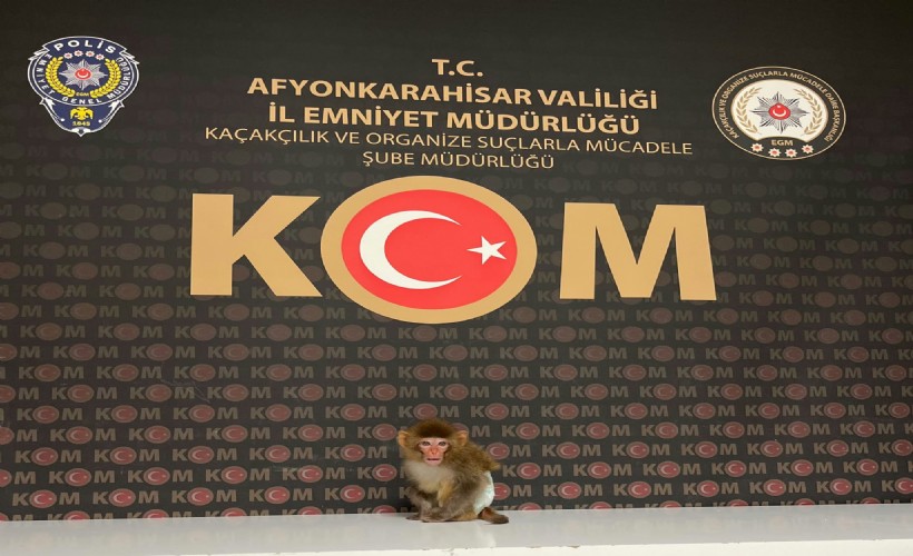 Beslenmesi yasak maymun korumaya alındı