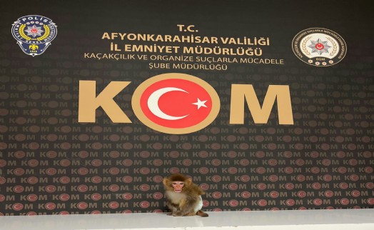 Beslenmesi yasak maymun korumaya alındı