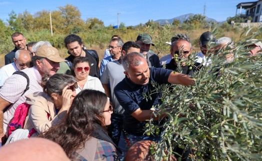 Buca'da 'Sertifikalı Zeytin Budama Eğitimi' tamamlandı
