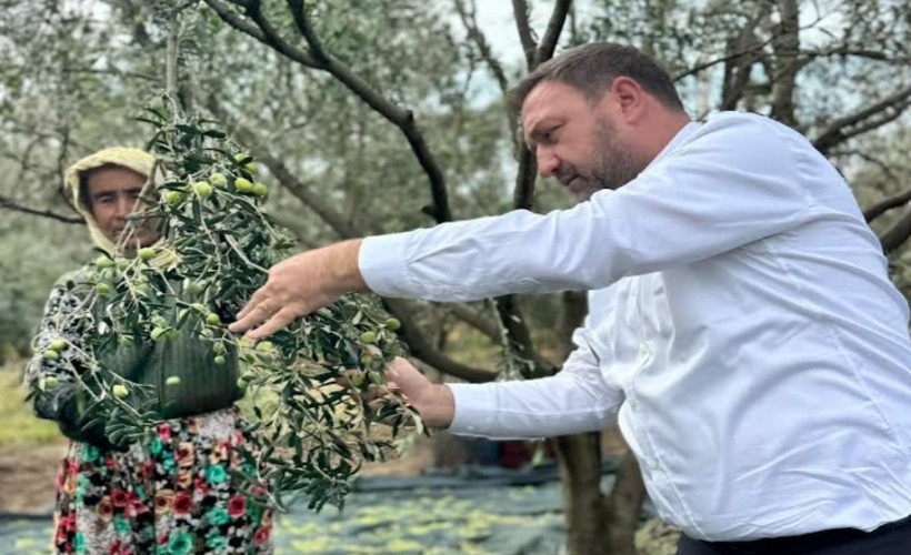 CHP'li Gümrükçü'den zeytin çıkışı: Daldaki altın tarlada kalacak önlem alın
