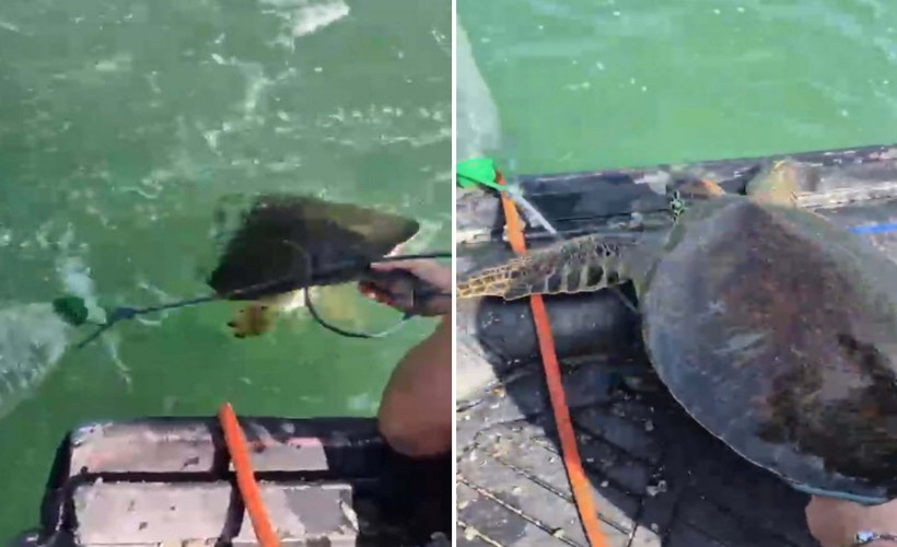 İple bağlanıp ölüme terk edilen caretta carettayı duyarlı vatandaşlar kurtardı