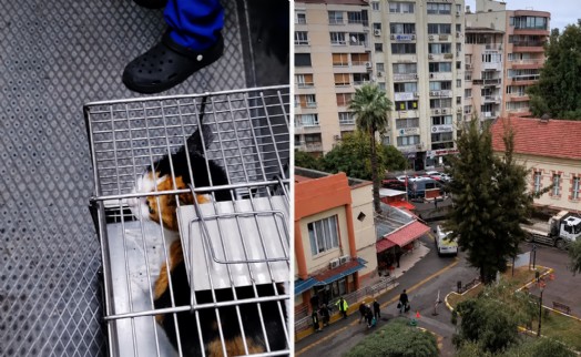 İzmir'de hastane bahçesindeki kediler toplatıldı iddiası: Gönüllülerden tepki!