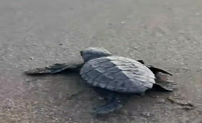 İztuzu Plajı'nda caretta caretta sezonu sona erdi: 30 bin yavru denizle buluştu