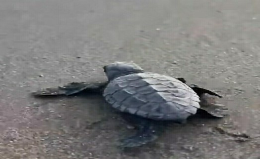 İztuzu Plajı'nda caretta caretta sezonu sona erdi: 30 bin yavru denizle buluştu