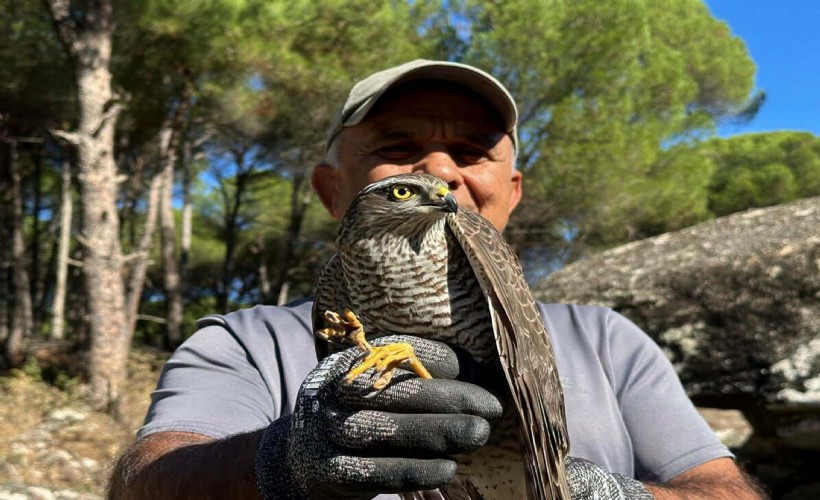 Koruma altına alınan ‘atmaca' ile sansar doğaya salındı