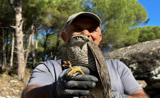 Koruma altına alınan ‘atmaca' ile sansar doğaya salındı