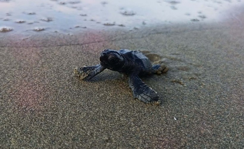 Kuşadası Körfezi'nden 1110 caretta caretta yavrusu denize kavuştu