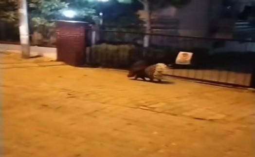 Kuşadası'nda nesli tehlike altında olan oklu kirpi görüldü