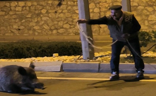 Kuşadası'nda yaralı yaban domuzuna kementle müdahale