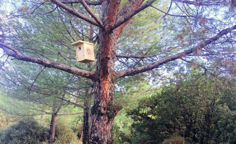 Manisa Sarıgöl'de kuşlar için ağaçlara 120 yuva asıldı