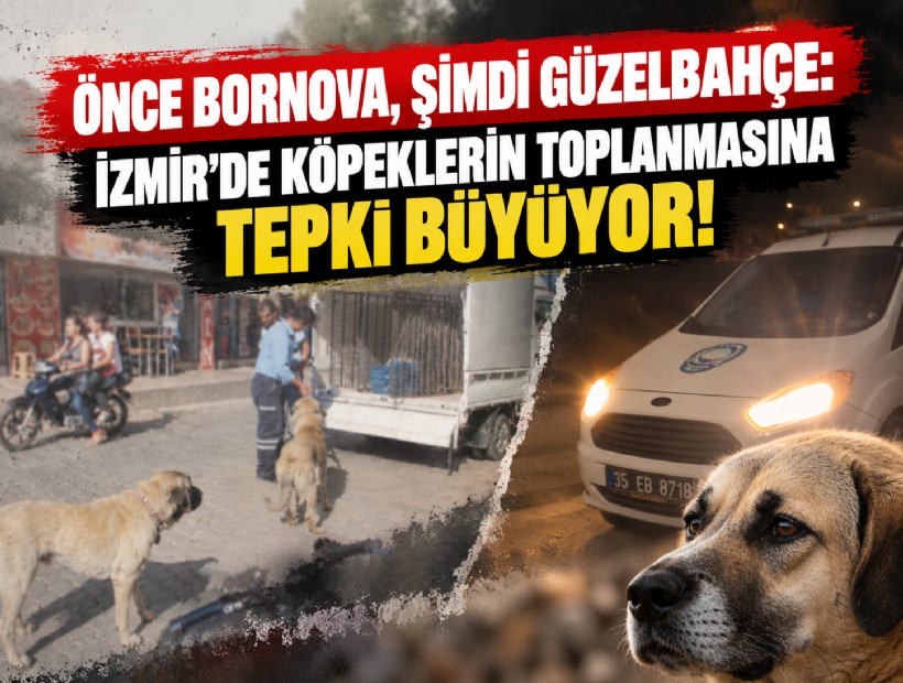 Önce Bornova, şimdi Güzelbahçe: İzmir’de köpeklerin toplanmasına tepki büyüyor!