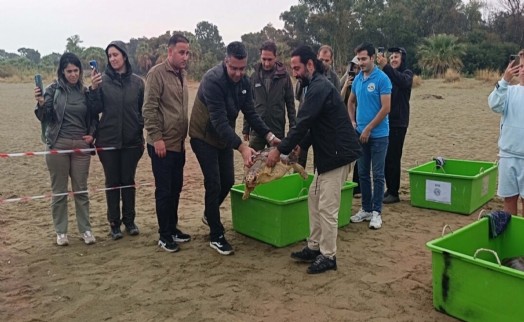 Tedavisi tamamlanan 4 deniz kaplumbağası, İzmir'den törenle denize salındı