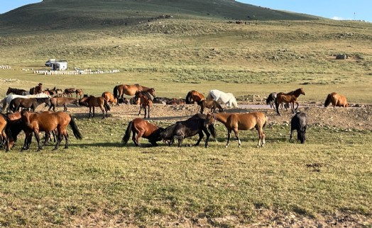 Teksas değil Emirdağ: Yılkı atlarının sayısı 3 bini aştı