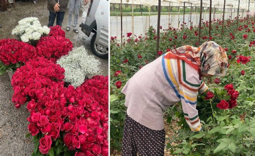 14 Şubat da gül üreticisinin yüzünü güldürmedi: 'Emeğimizi alamadık'