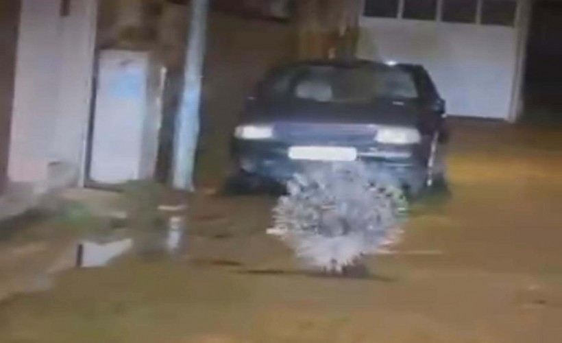 Aydın'da nesli tükenme altındaki oklu kirpi görüldü