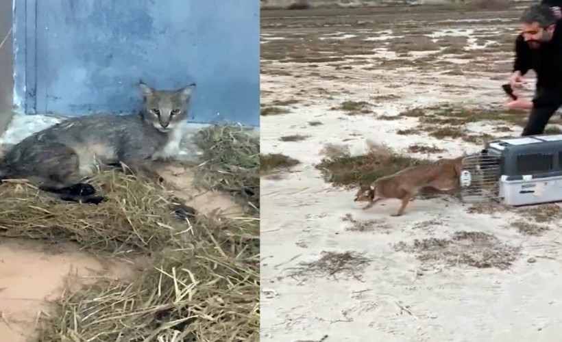 Aydın'ın saz kedisinin İzmir misafirliği bitti