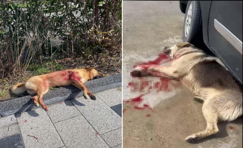 Bodrum'da vahşet! 2 köpek tüfekle vurularak öldürüldü