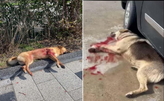 Bodrum'da vahşet! 2 köpek tüfekle vurularak öldürüldü