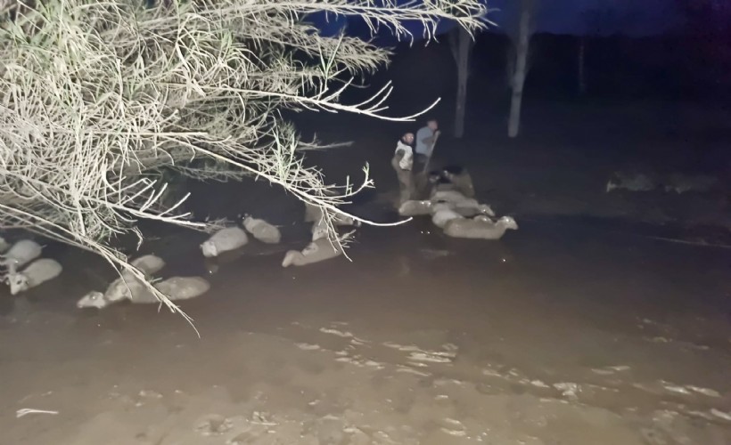 Çamura saplanan 30 koyun kurtarıldı, 2 koyun öldü