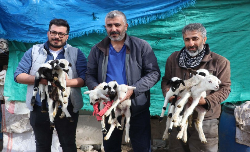 Denizli'de koyun dokuz doğurdu