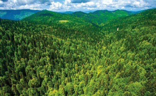 İzmir'de 145 bin metrekarelik alan orman sınırı dışına çıkarıldı