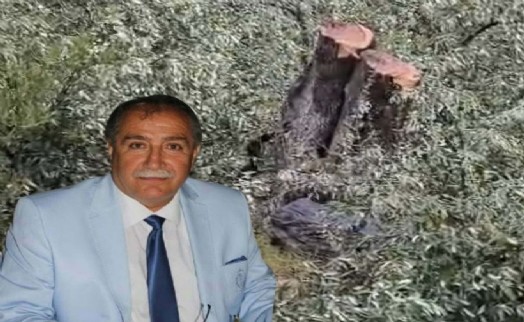Milas'taki zeytin katliamında yeni gelişme: Kılbey'e para cezası