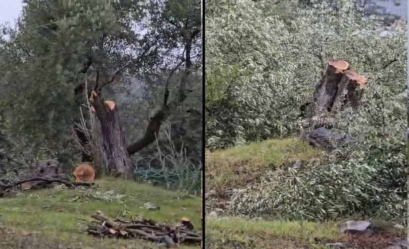 Muğla Valiliği'nden Milas'taki zeytin ağacı kesimine soruşturma