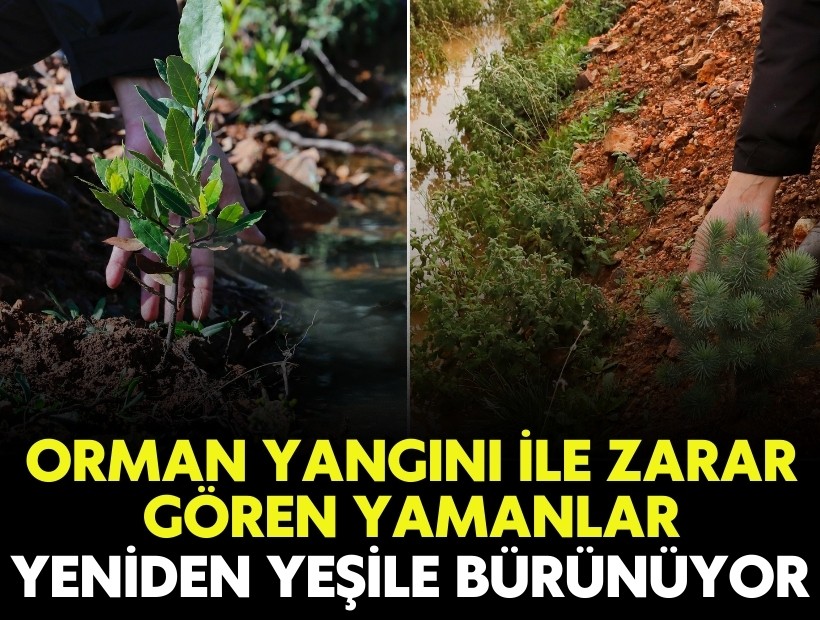 Orman yangını ile zarar gören Yamanlar yeniden yeşile bürünüyor