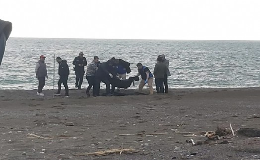 Sahilde dehşet: Parçalanmış erkek cesedi bulundu!
