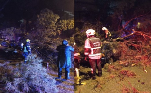 Seyir halindeki aracın üstüne ağaç devrildi: 2 yaralı