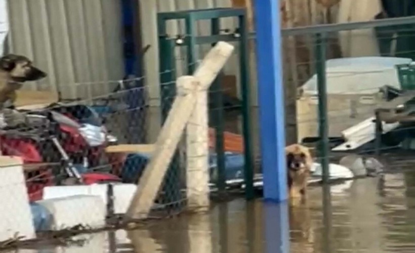Şoför ihbar etti; su dolan çiftlikte mahsur kalan köpekleri hayvanseverler kurtardı