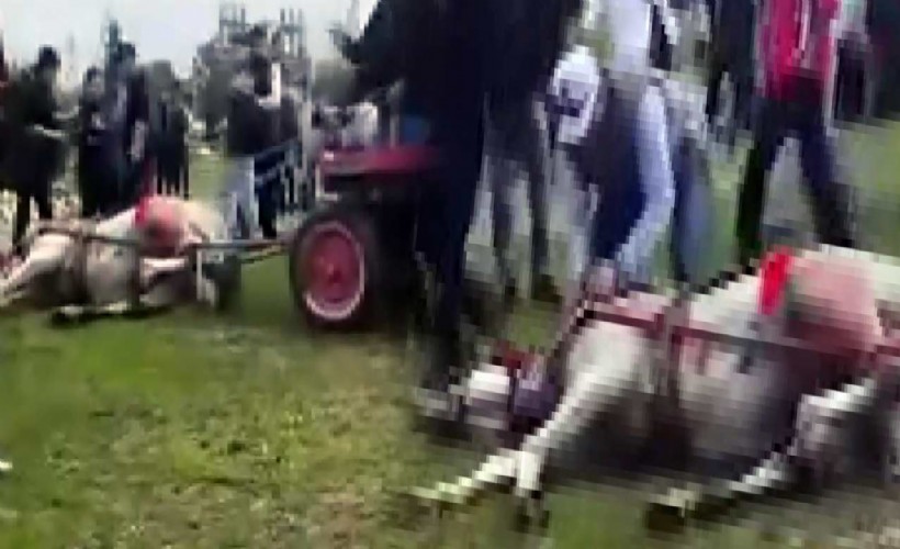 Adana'da vahşet! Koşmadığı için atları bayıltana kadar dövdüler!