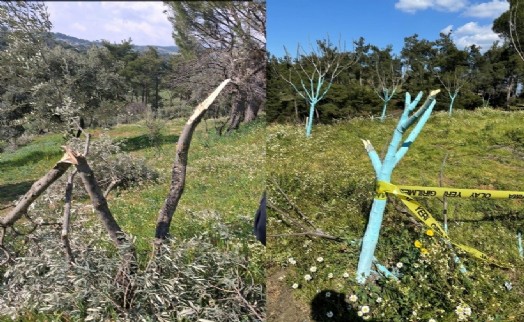 Aydın'da katilam: 700 incir ve zeytin ağacına kıydılar!