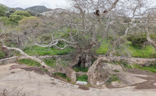 Bodrum'da 2 bin yıllık olduğu tahmin edilen çınar ağacı bulundu