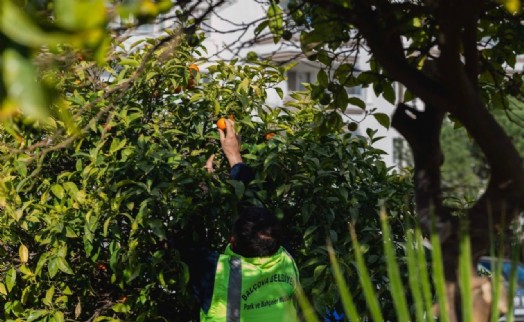 Balçova Belediyesi'nden örnek uygulama; Dalında çürüyen değil, sofraya ulaşan bereket