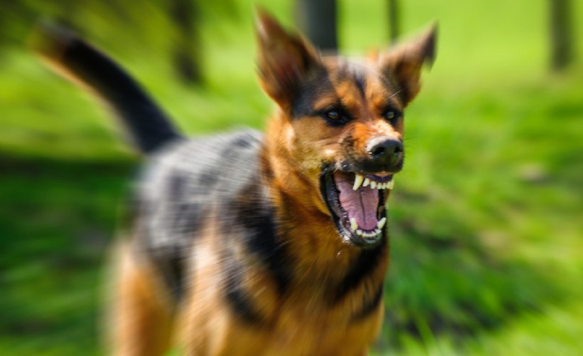 Foça'da köpek saldırısı krize dönüştü! Başkan Fıçı açıklama yaptı