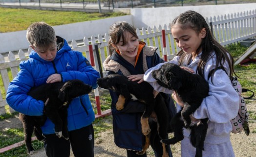 İzmir'de 2 bin 300 patili yuva bekliyor; 'Satın alma, sahiplen' çağrısı