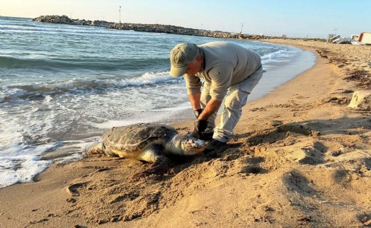 Kuşadası'nda aynı gün 3 deniz kaplumbağası ölü bulundu