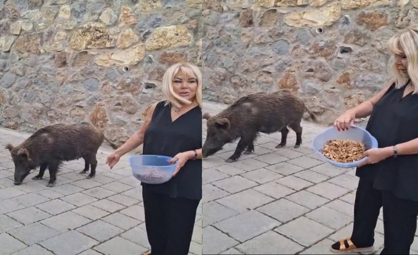 Şarkıcı Safiye Soyman, kapısına gelen yaban domuzunu cevizle besledi