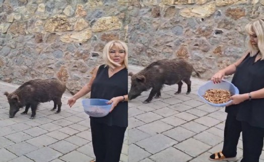 Şarkıcı Safiye Soyman, kapısına gelen yaban domuzunu cevizle besledi