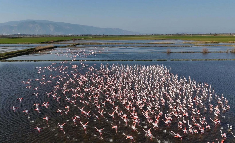 Söke Ovası Flamingolara kaldı!  O köy de hala sular altında