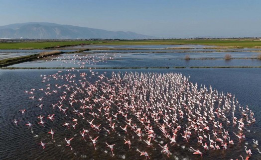 Söke Ovası Flamingolara kaldı!  O köy de hala sular altında